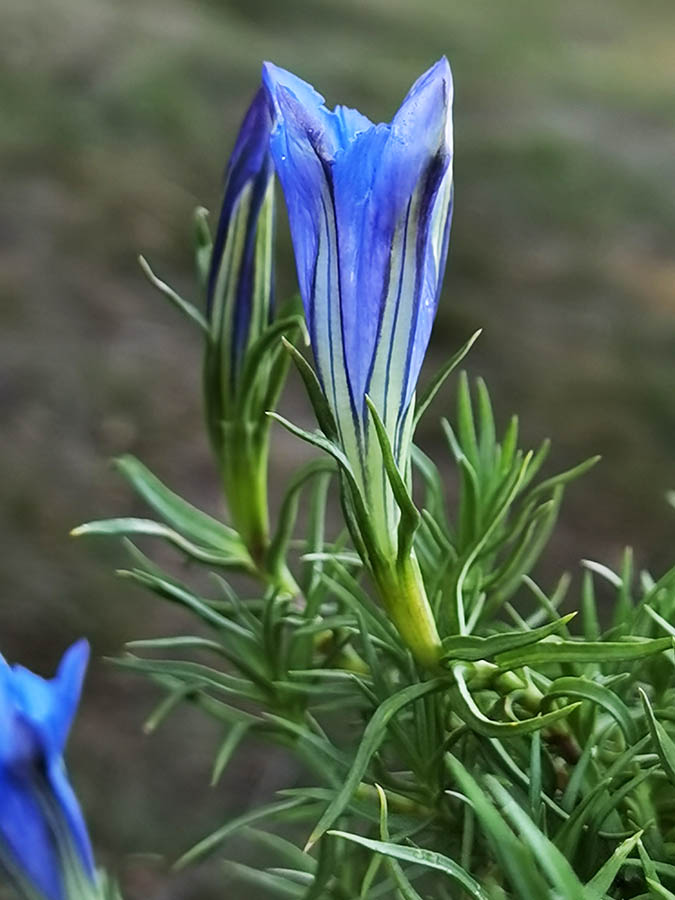 Gentiana sino-ornata